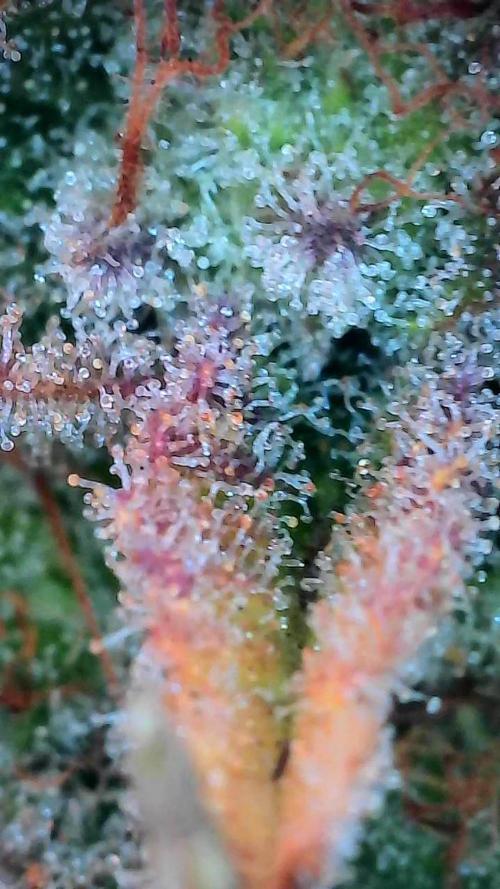 Pierrette de la lune 2. Week 10 - 14/01