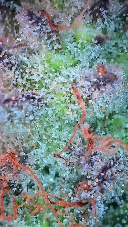 Pierrette de la lune 2. Week 10 - 14/01