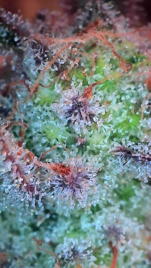 Pierrette de la lune 2. Week 10 - 14/01