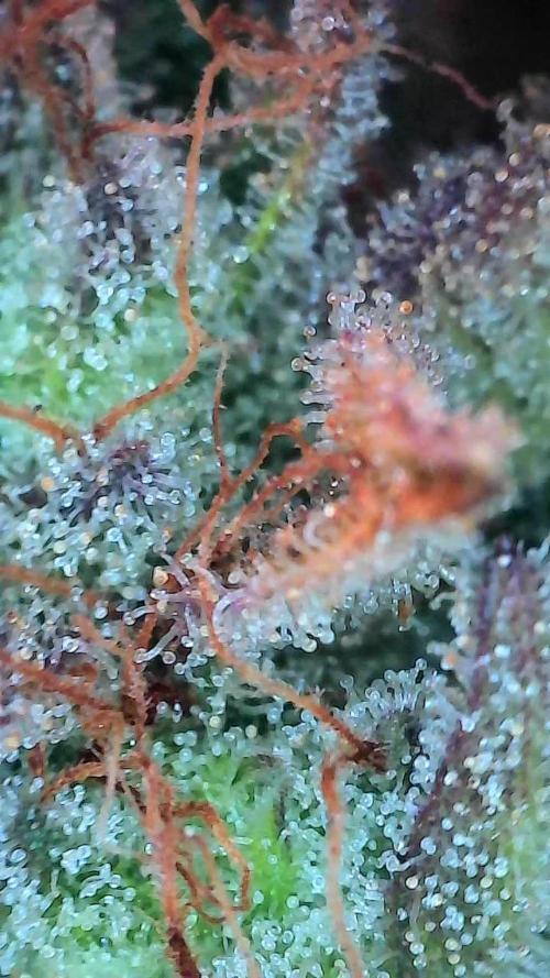 Pierrette de la lune 2. Week 10 - 14/01