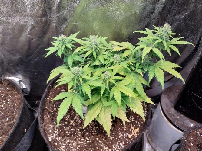 Quoitesqueu. Week 9 - 09/01