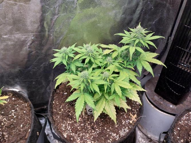 Quoitesqueu. Week 9 - 10/01