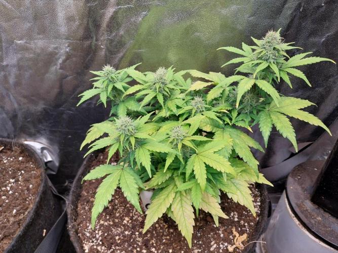 Quoitesqueu. Week 9 - 11/01