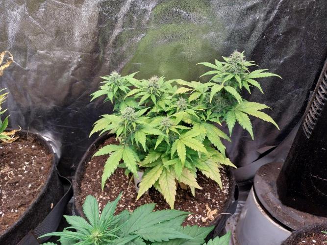 Quoitesqueu. Week 9 - 12/01