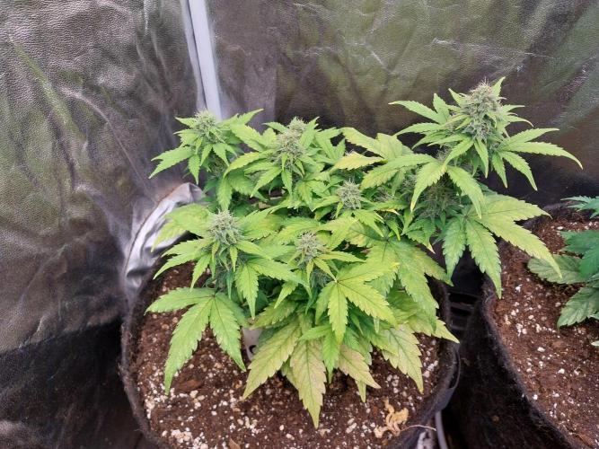 Quoitesqueu. Week 9 - 13/01