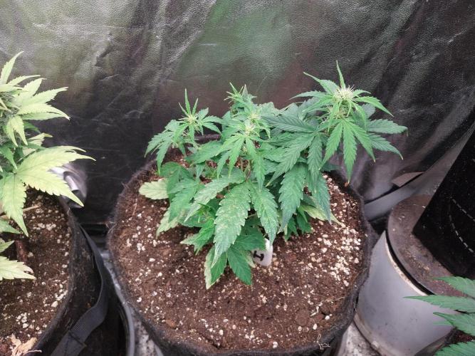 Quoitesqueu. Week 9 - 14/01