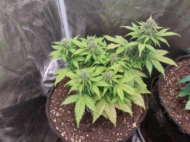 Quoitesqueu. Week 9 - 15/01