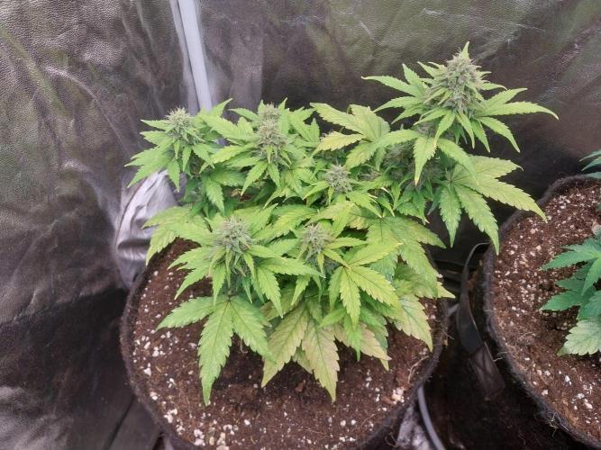 Quoitesqueu. Week 9 - 15/01