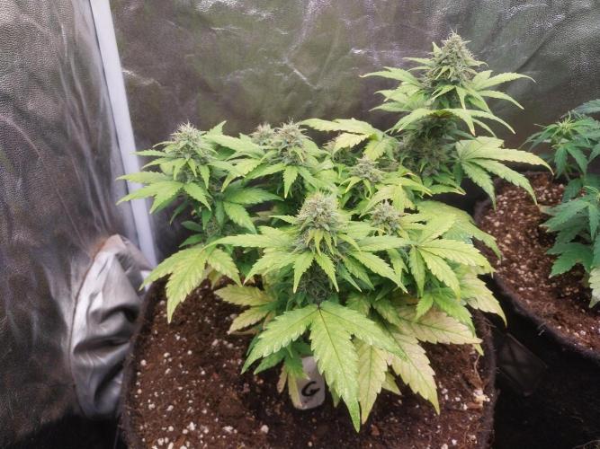 Quoitesqueu. Week 9 - 15/01