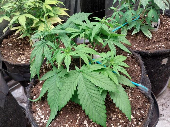 Testelabeu. Week 5 - 11/01