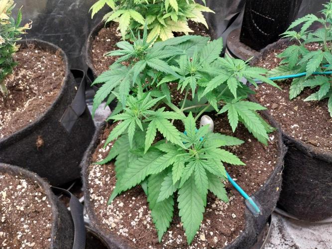 Testelabeu. Week 5 - 12/01