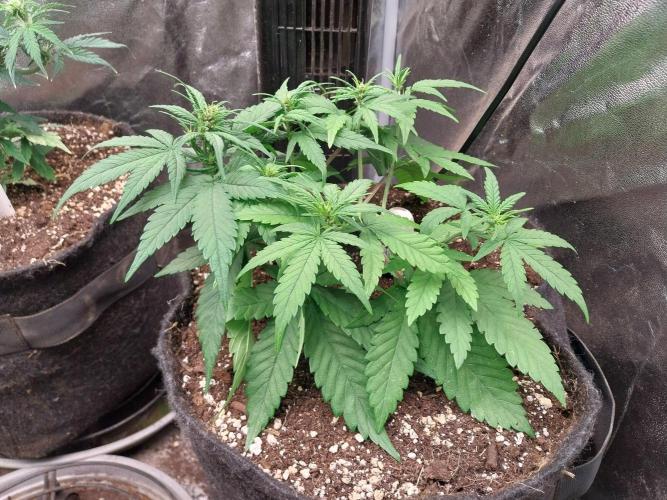 Testelabeu. Week 5 - 13/01