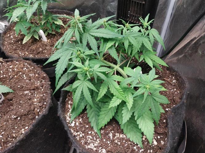 Testelabeu. Week 5 - 14/01