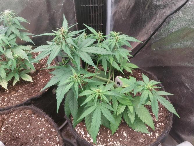 Testelabeu. Week 5 - 15/01 