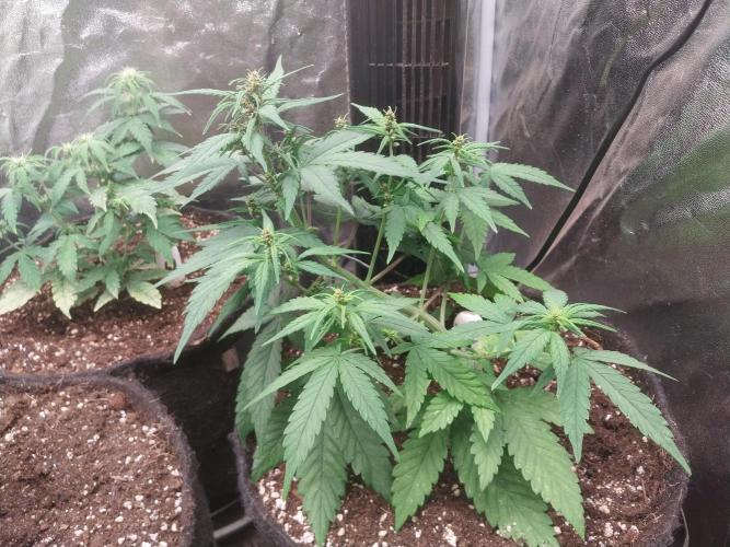 Testelabeu. Week 5 - 15/01