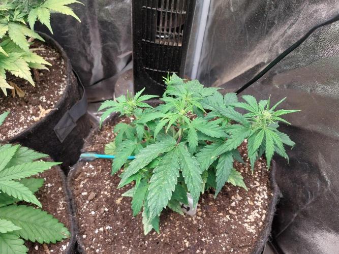 habannon. Week 6 - 12/01