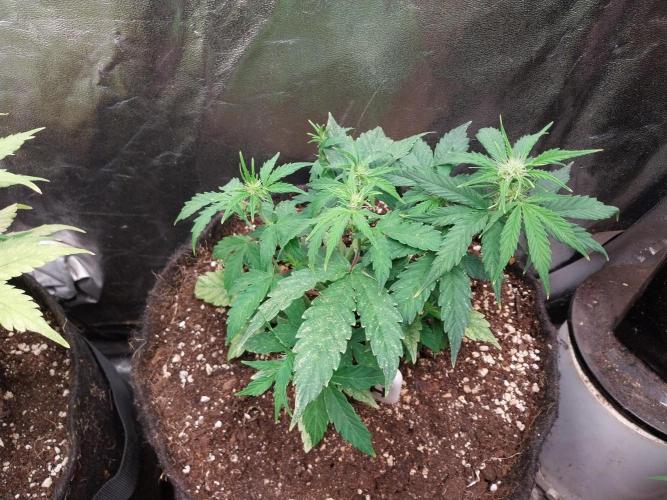 habannon. Week 6 - 13/01