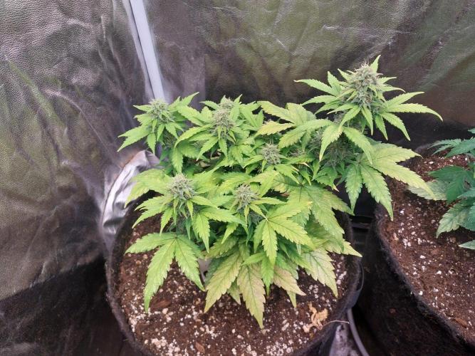 habannon. Week 6 - 14/01