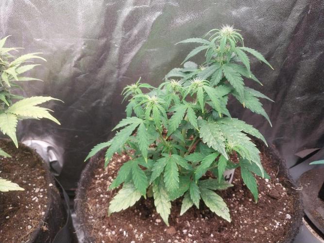 habannon. Week 6 - 15/01