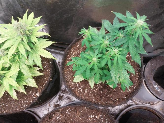 habannon. Week 6 - 16/01