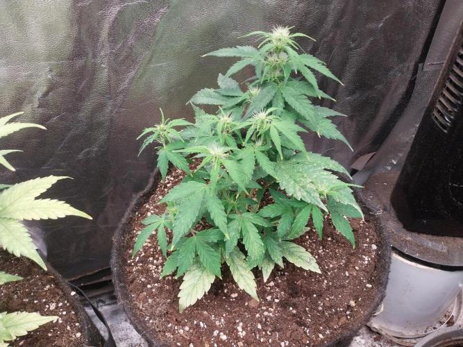 habannon. Week 6 - 16/01