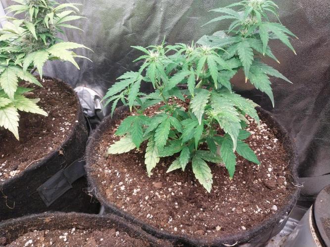 habannon. Week 6 - 16/01