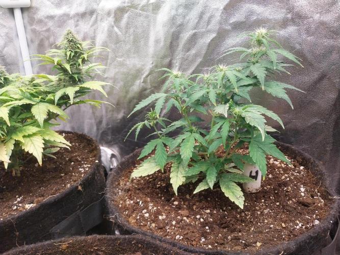 habannon. Week 6 - 16/01