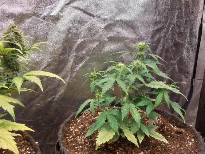 habannon. Week 6 - 16/01