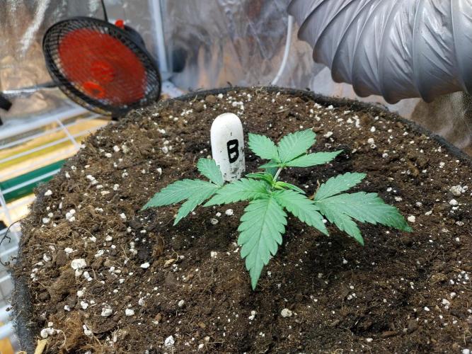 astéroweed. Week 3 - 12/01