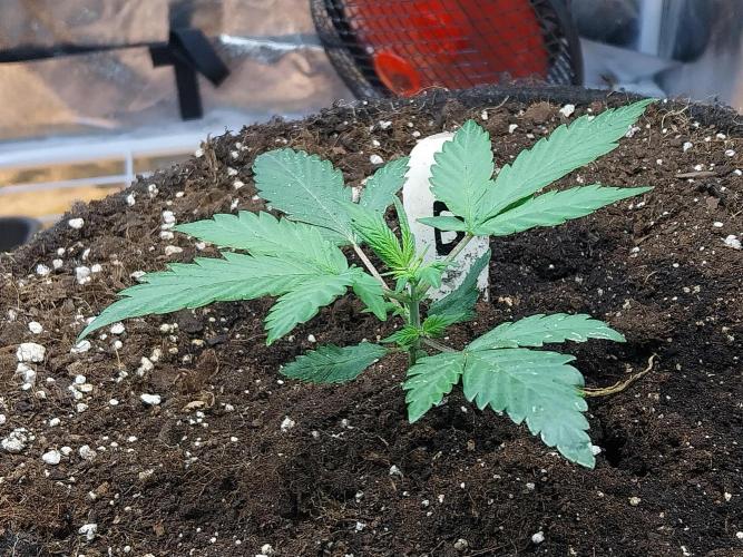 astéroweed. Week 3 - 13/01