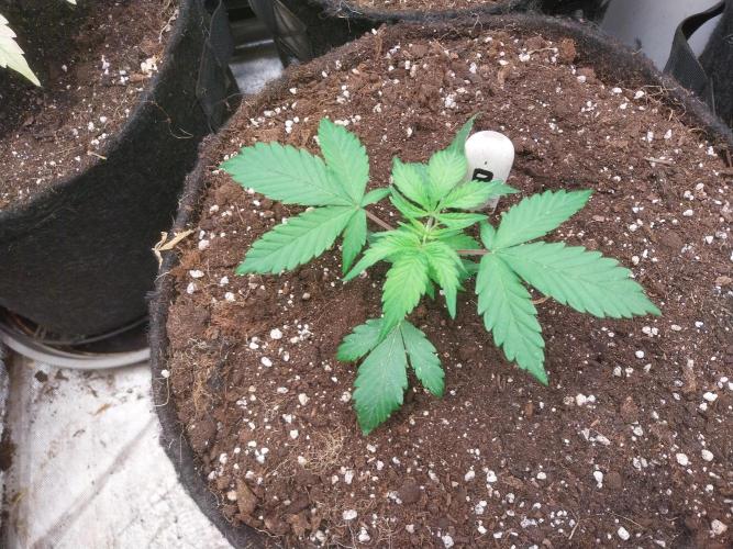 astéroweed. Week 3 - 15/01