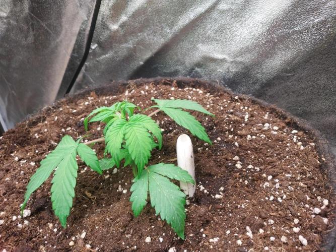 astéroweed. Week 3 - 16/01