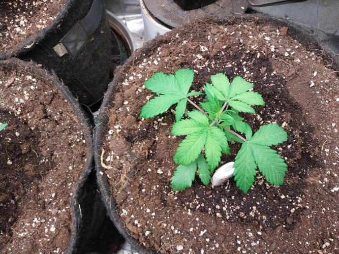 astéroweed. Week 3 - 17/01