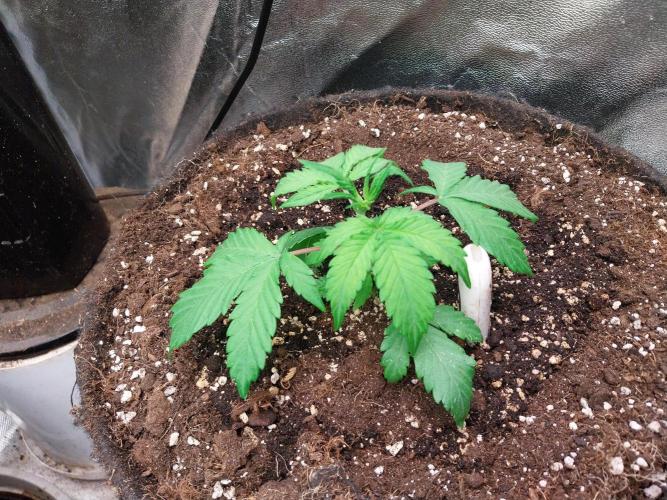 astéroweed. Week 3 - 17/01