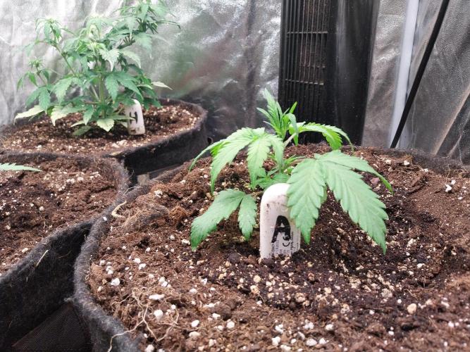 astéroweed. Week 3 - 17/01