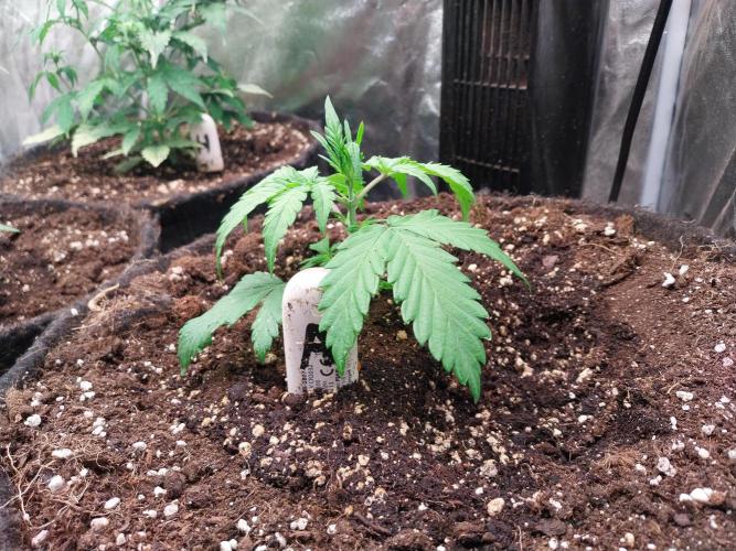 astéroweed. Week 3 - 17/01