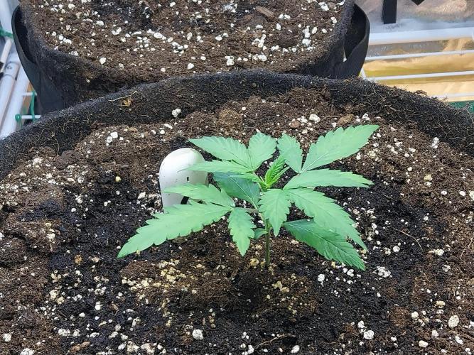 Bilout. Week 3 - 13/01