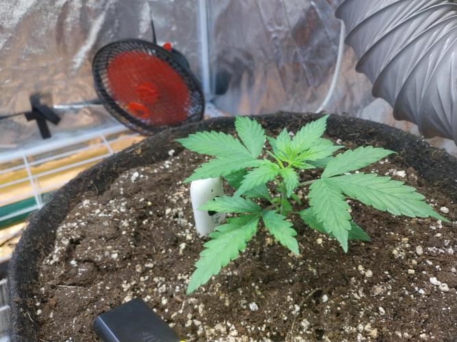 Bilout. Week 3 - 15/01