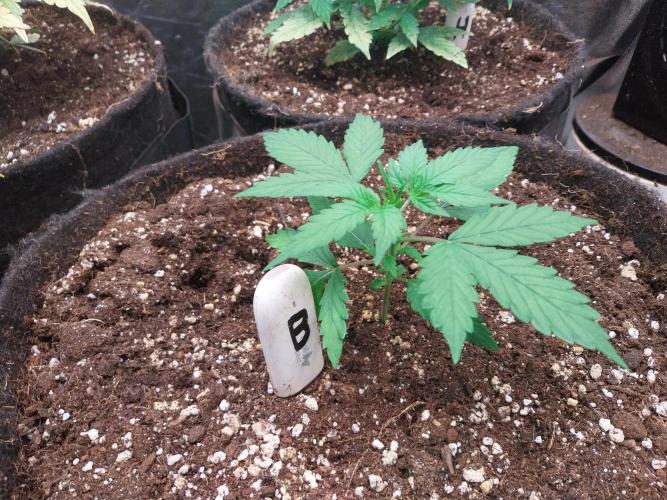 Bilout. Week 3 - 16/01