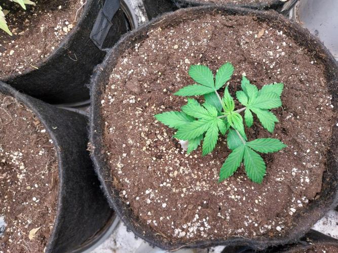 Bilout. Week 3 - 18/01