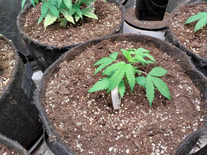 Bilout. Week 3 - 18/01