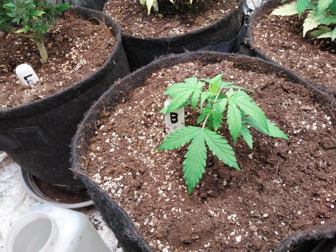 Bilout. Week 3 - 18/01