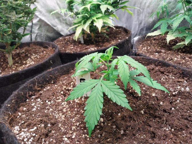 Bilout. Week 3 - 18/01