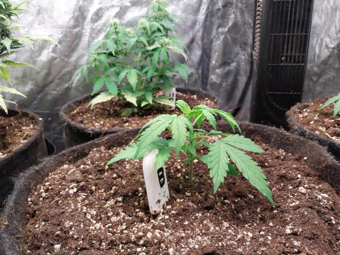 Bilout. Week 3 - 18/01