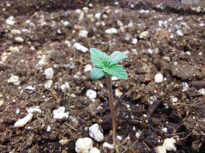 Palle leho. Week 1 - 14/01