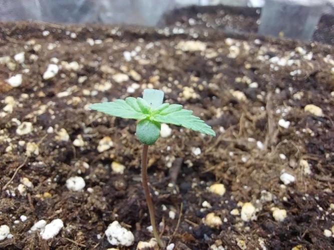 Palle leho. Week 1 - 15/01