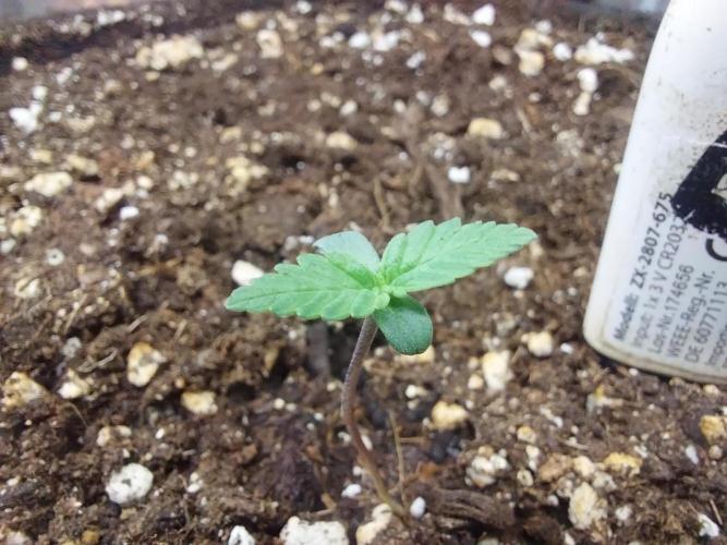 Palle leho. Week 1 - 16/01