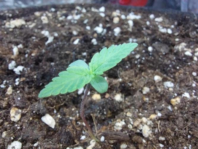 Palle leho. Week 1 - 17/01