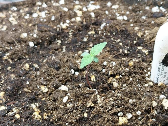 Palle leho. Week 1 - 18/01