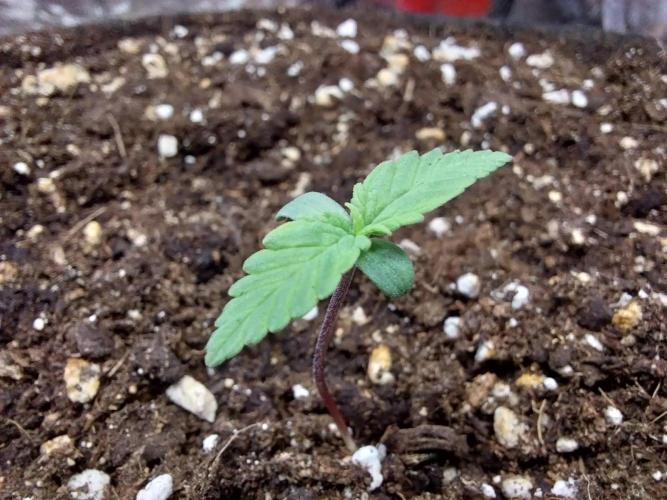 Palle leho. Week 1 - 19/01 